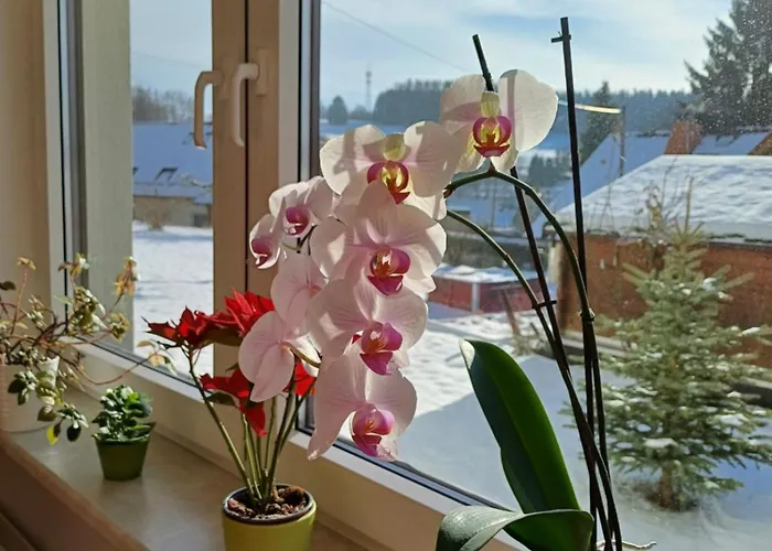 Апартаменты Thueringer